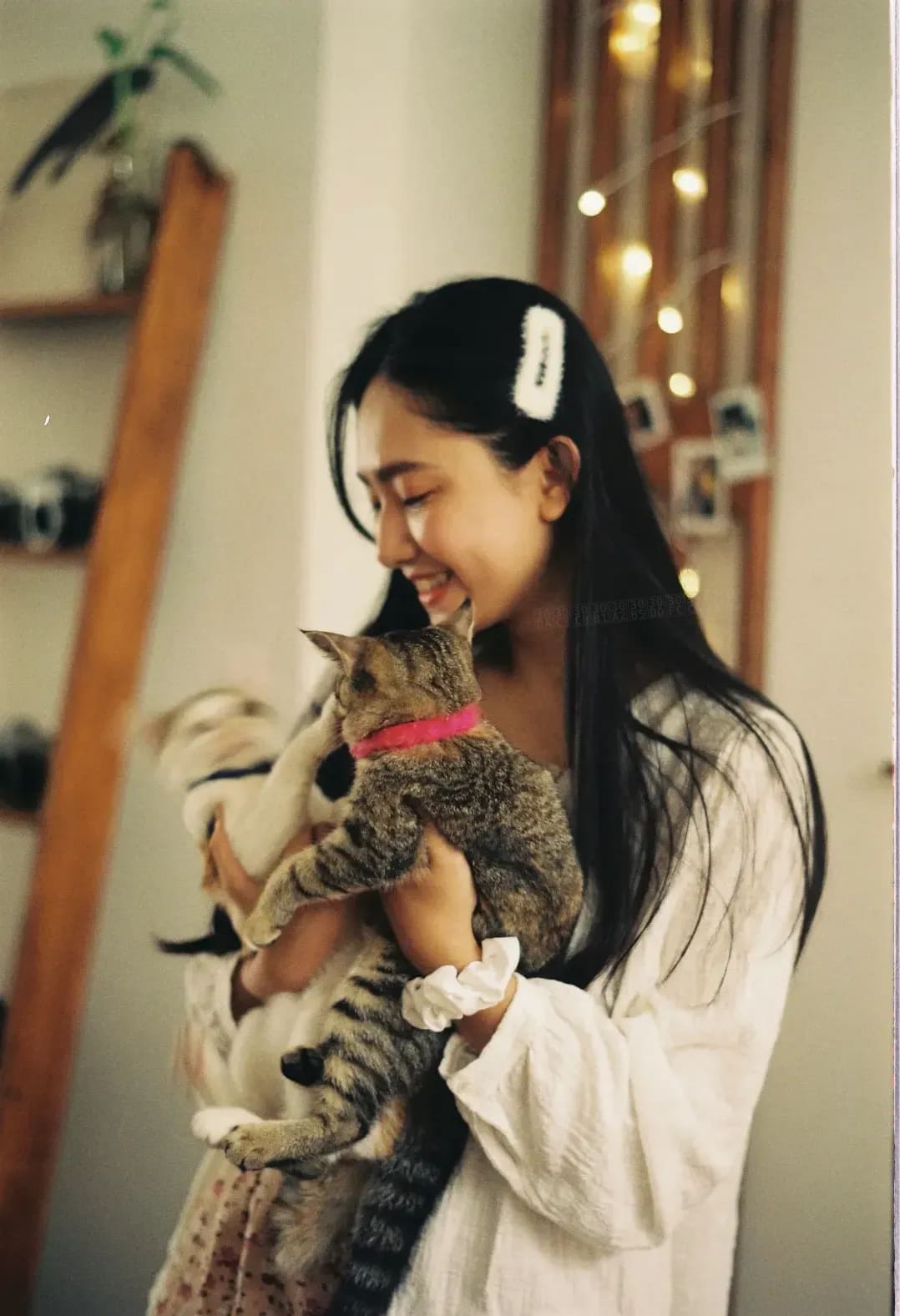 犬の散歩代行